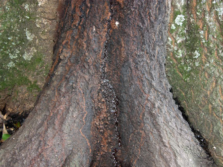 Boiled Tree Sap at the Trunk